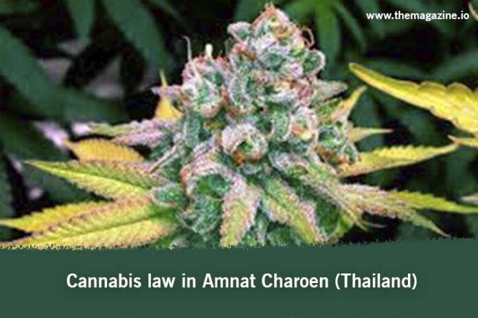 Cannabis law in Amnat Charoen (Thailand)
