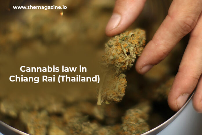 Cannabis law in Chiang Rai (Thailand)