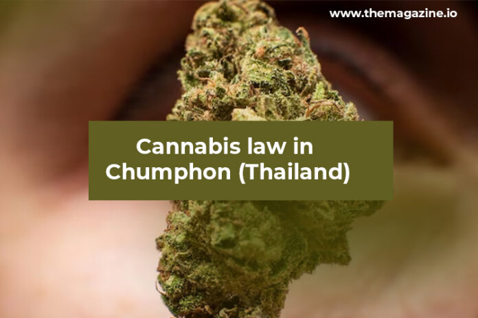 Cannabis law in Chumphon (Thailand)