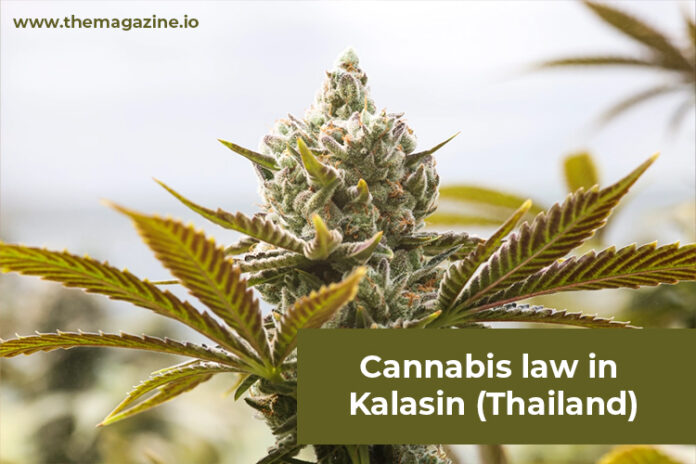 Cannabis law in Kalasin (Thailand)