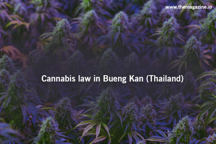 Cannabis law in Bueng Kan (Thailand)