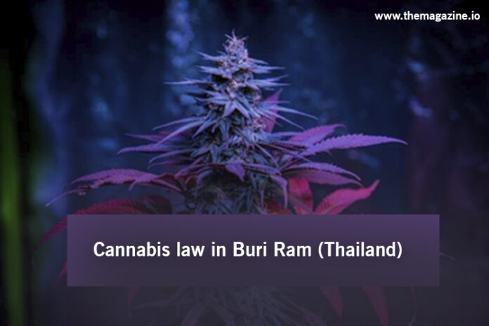 Cannabis law in Buri Ram (Thailand)