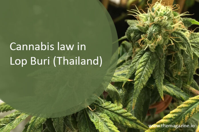 Cannabis law in Lop Buri (Thailand)