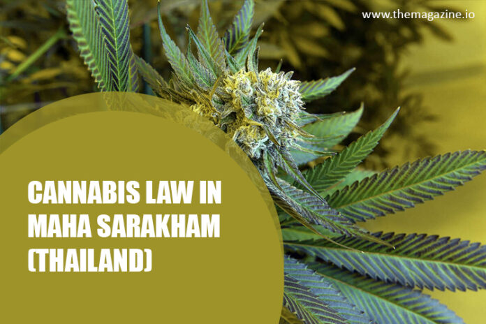 Cannabis law in Maha Sarakham (Thailand)