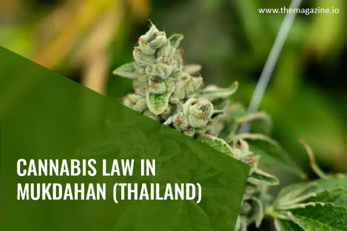 Cannabis law in Mukdahan (Thailand)
