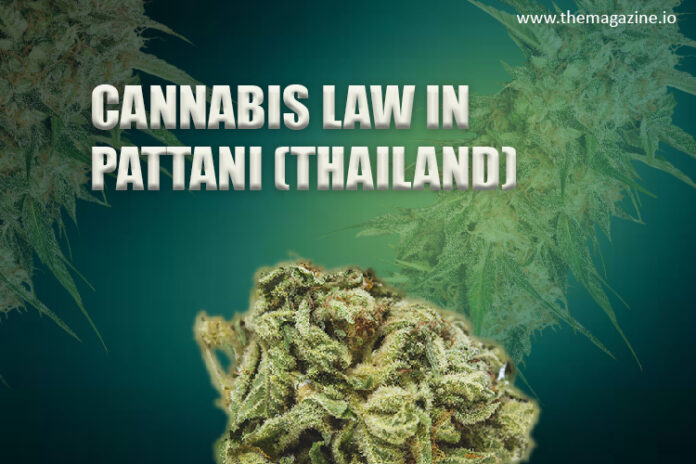 Cannabis law in Pattani (Thailand)