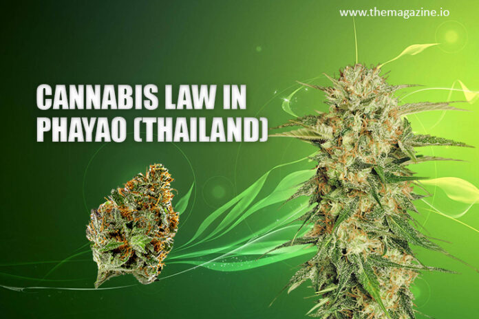 Cannabis law in Phayao (Thailand)