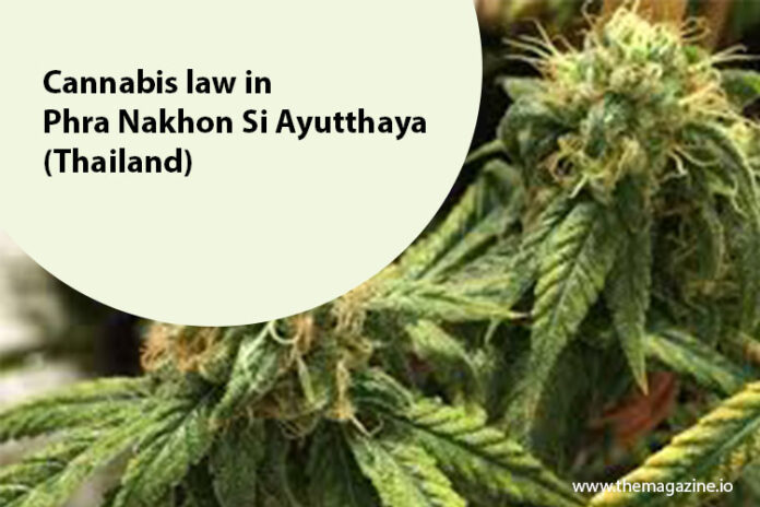 Cannabis law in Phra Nakhon Si Ayutthaya (Thailand)