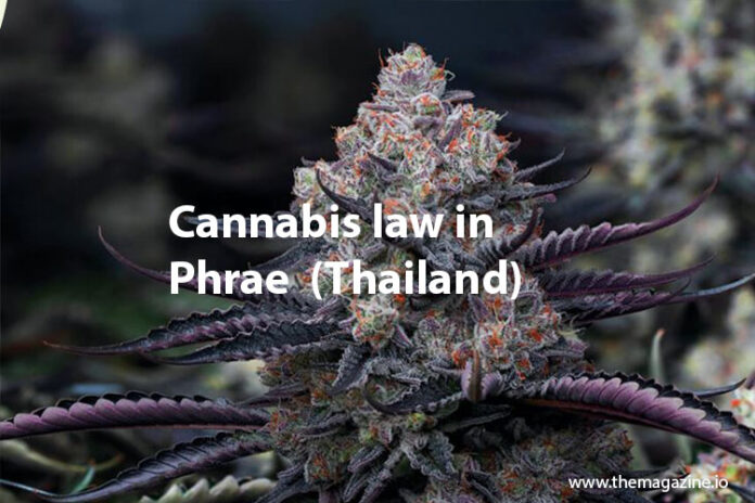 Cannabis law in Phrae (Thailand)