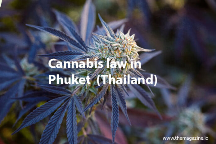Cannabis law in Phuket (Thailand)