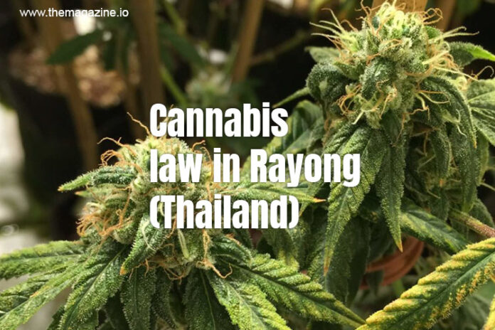 Cannabis law in Rayong (Thailand)