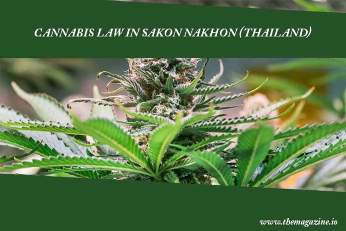 Cannabis law in Sakon Nakhon (Thailand)