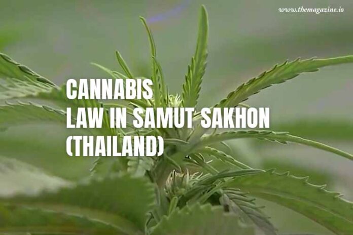 Cannabis law in Samut Sakhon (Thailand)