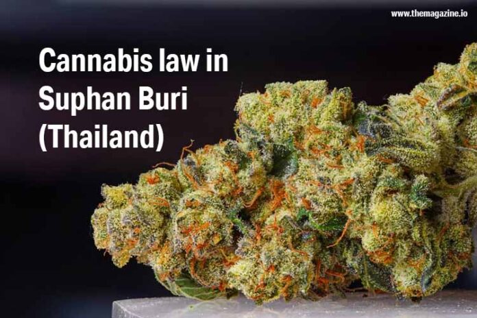 Cannabis law in Suphan Buri (Thailand)