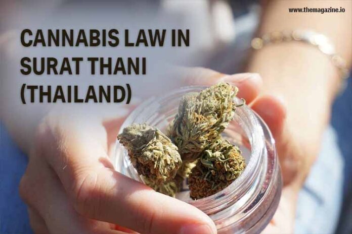 Cannabis law in Surat Thani (Thailand)