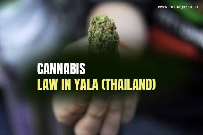 Cannabis law in Yala (Thailand)