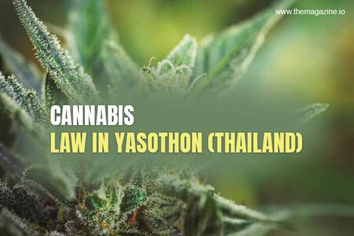 Cannabis law in Yasothon (Thailand)